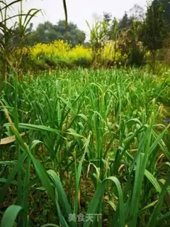 Make Garlic dry step 0