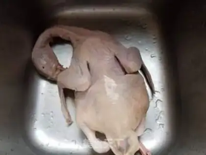 Make Halogen ducks step 0