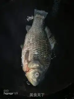 Make Squidfish step 2