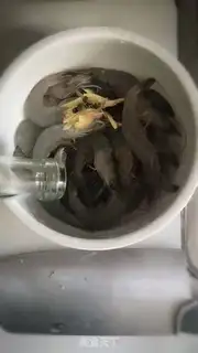 Make The shrimp in love step 2