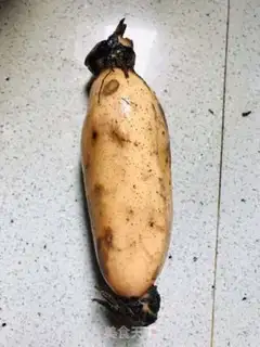 Make Rice step 0