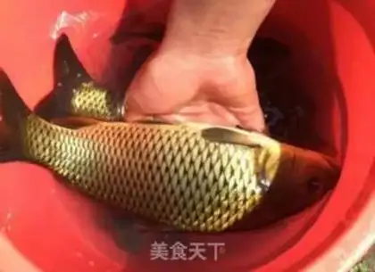 Make Carp step 0