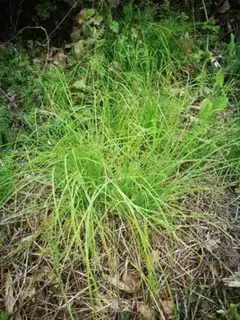 Make Wild onion omelet step 0