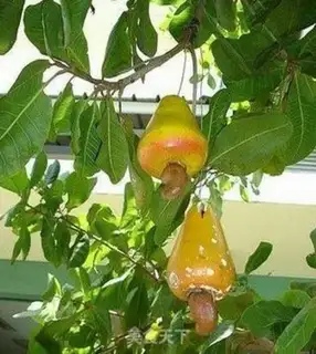 Make Cashew step 7