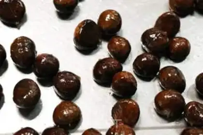 Make Sugar roasted chestnuts step 2