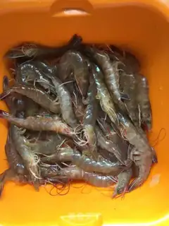 Make Boiled shrimp step 0