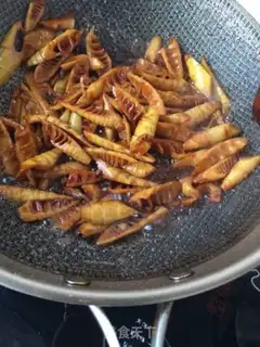 Make Oil step 18