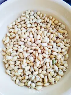 Make Soybean sprouts step 0