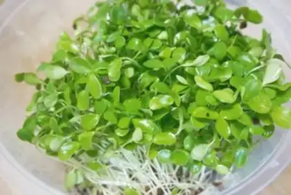 Make The fragrance sprouts step 0
