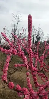 Make Spring fruit tea step 8