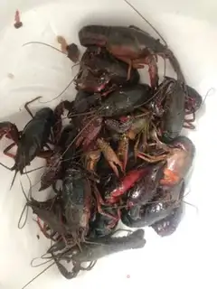 Make Spicy lobster step 0