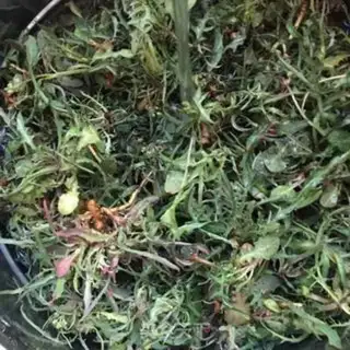 Make Sour beans step 3