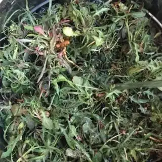 Make Scorch tea step 0