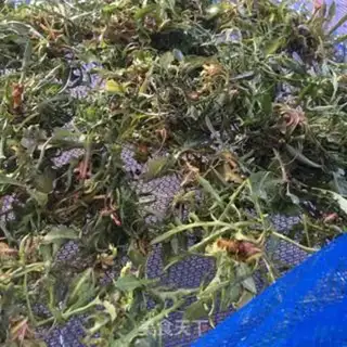 Make Scorch tea step 1