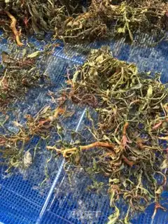 Make Scorch tea step 2