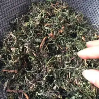 Make Scorch tea step 8