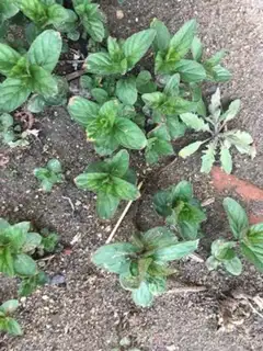 Make Mint step 6