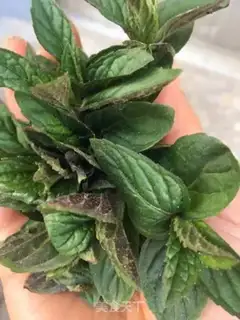 Make Mint step 7