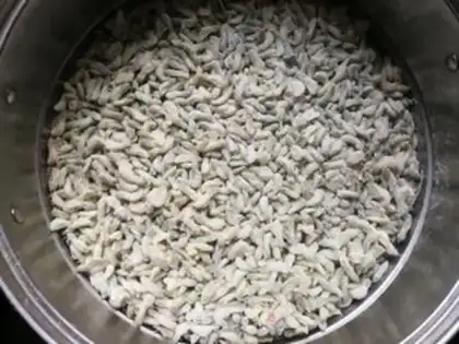 Make Onion sprouts step 2