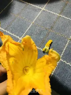 Make Clear the pumpkin flowers step 1