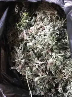 Make In Chen tea step 0