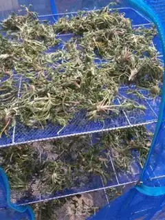 Make In Chen tea step 4