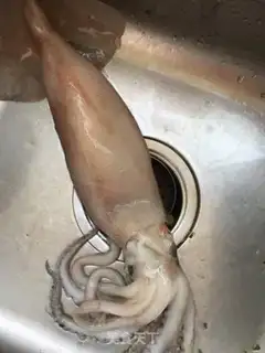 Make Pelican pepper squid step 0