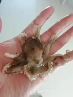 Make Iron-plated black pepper pepper and octopus step 0
