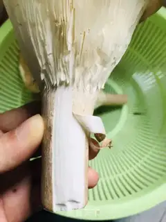 Make Chicken Legs and Piggy Sphinx step 1