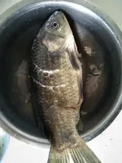 Make Fresh fish soup step 1