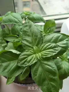 Make Italian green sauce step 0