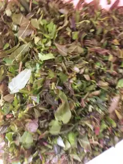 Make Pickles step 1