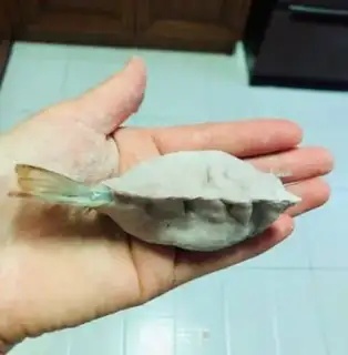 Make Eggs holding shrimp and blue dumplings step 14