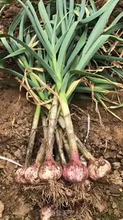 Make Pickle garlic step 1