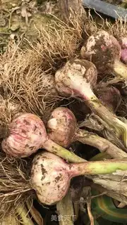 Make Pickle garlic step 2