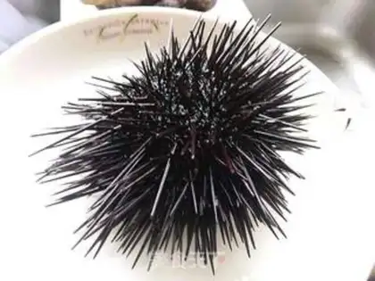 Make Sea urchins step 0