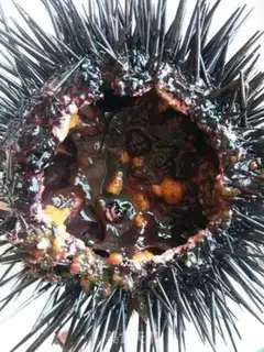 Make Sea urchins step 1