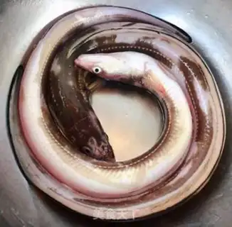 Make Red burning sea eel step 1