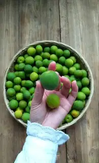 Make Blue plum wine step 1