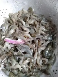 Make Shrimp step 1