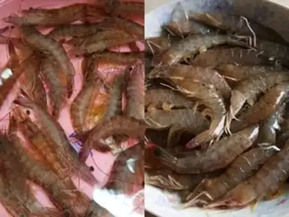 Make Shrimp step 0