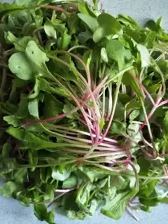 Make Clear the radish step 0