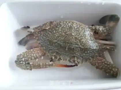 Make Crab fans step 3