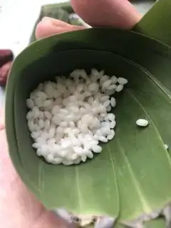 Make Honeytree step 7