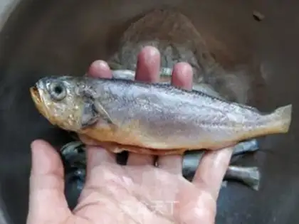 Make I used to cook the yellowfish step 0