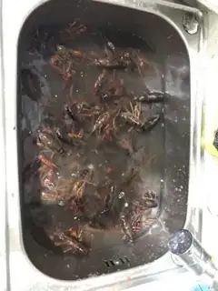 Make Vacuate the lobster step 0