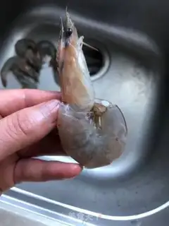 Make Butterfly shrimp steamed eggs step 3