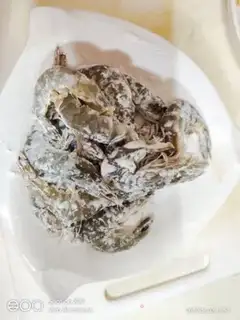 Make Pretzels, prawns step 0