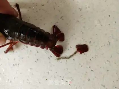 Make Spicy lobster step 1