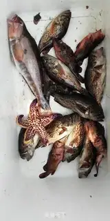 Make The soy sauce fishes step 0